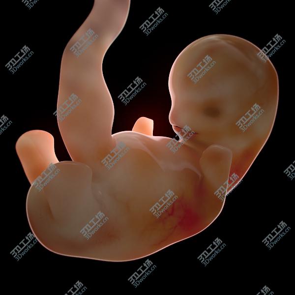 images/goods_img/202105073/Human Fetus and Embryo Development/3.jpg
